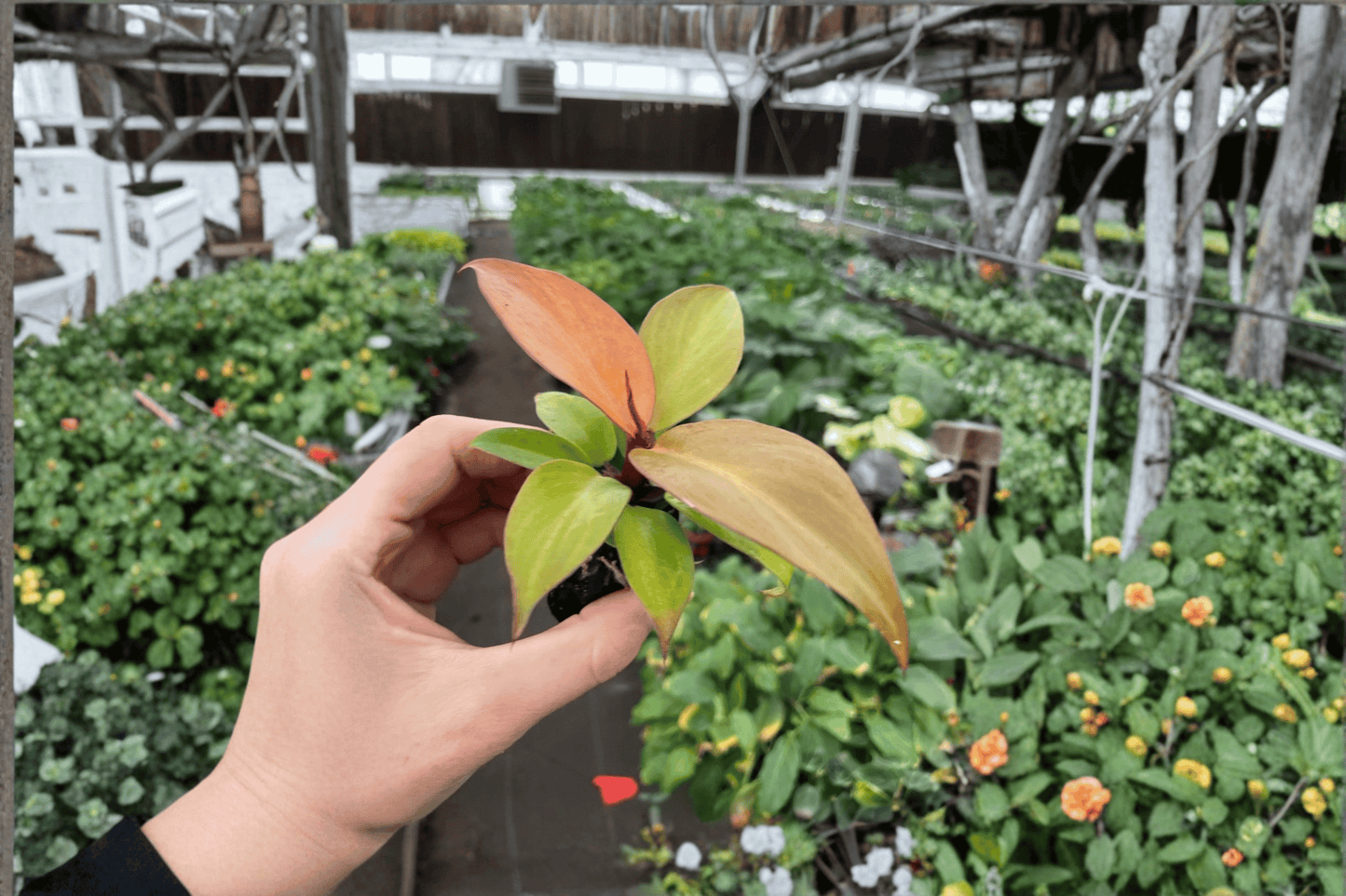 2 Philodendron Cherry Red Starter Plants in Soil Pods – Philodendron 'Cherry Red'