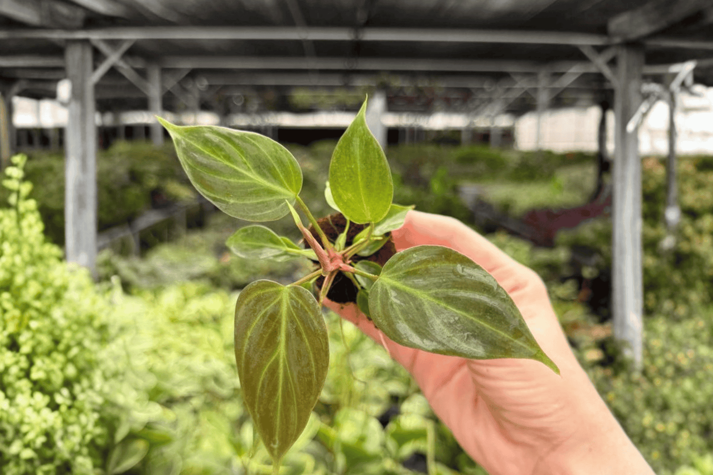 Philodendron El Choco Red 2 Exact Starter Live Plants – Plug