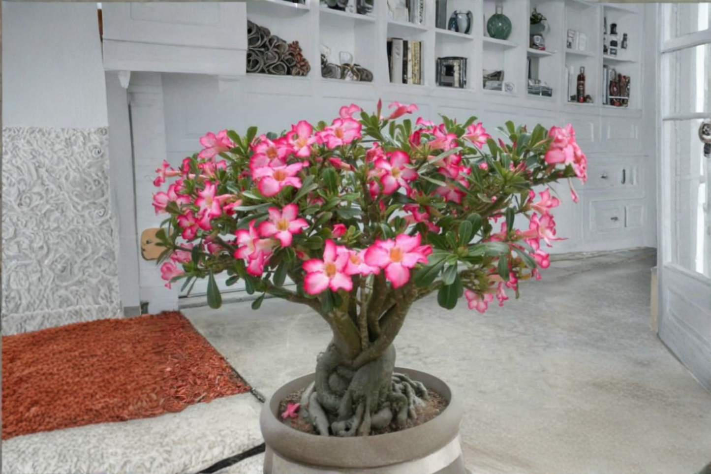 Colibyou Desert Rose Seeds Adenium Obesum 10 Seeds for Indoor Pot and Outdoor Garden Growing