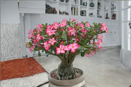 Colibyou Desert Rose Seeds Adenium Obesum 10 Seeds for Indoor Pot and Outdoor Garden Growing