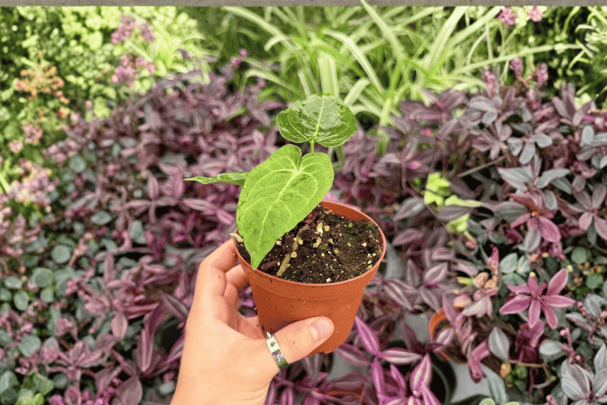 Anthurium Papillilaminum × Dressleri 2 Exact Live Plants – 4” Size