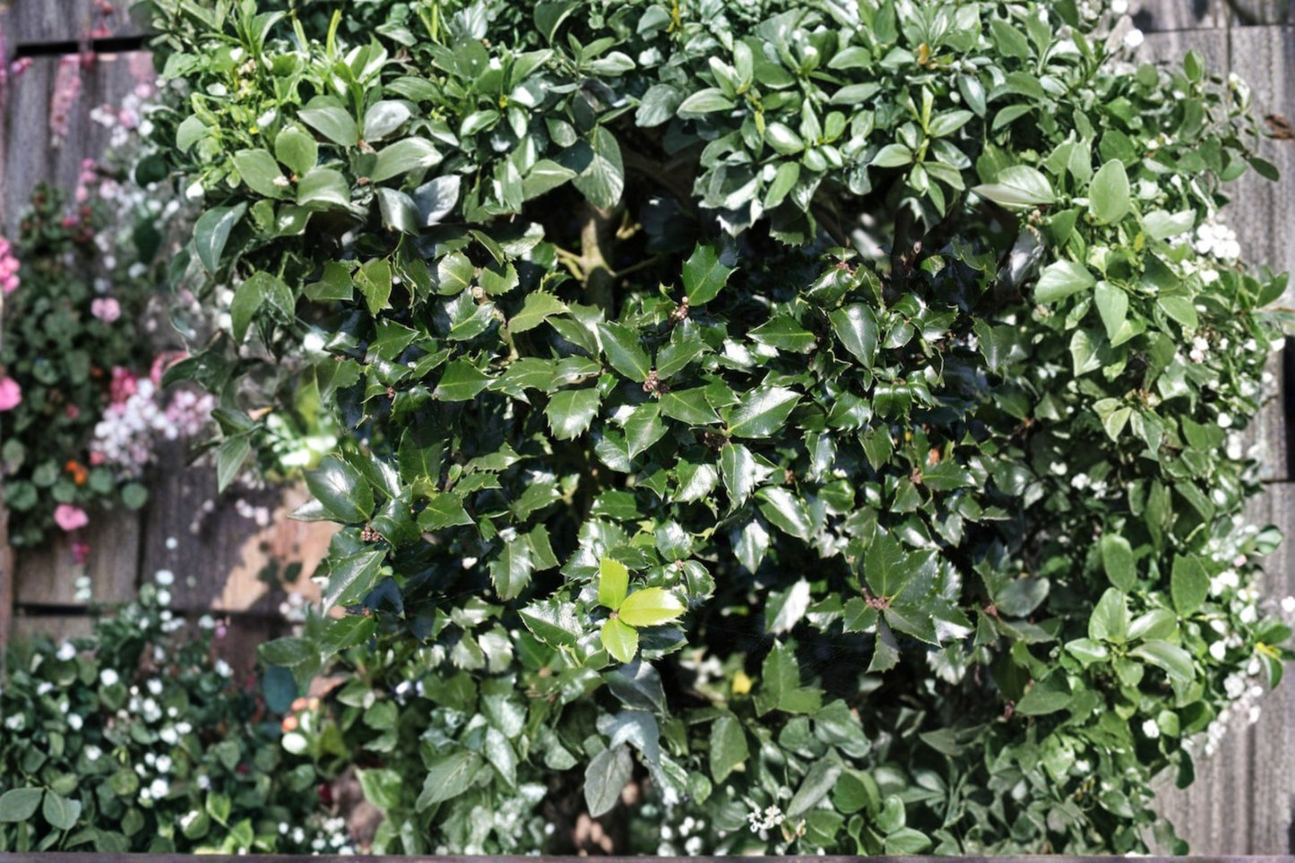 Blue Prince Holly Live Plant 1 Gallon Pot – Ilex x meserveae Evergreen Male Holly Shrub Blue Green Foliage Garden Plant