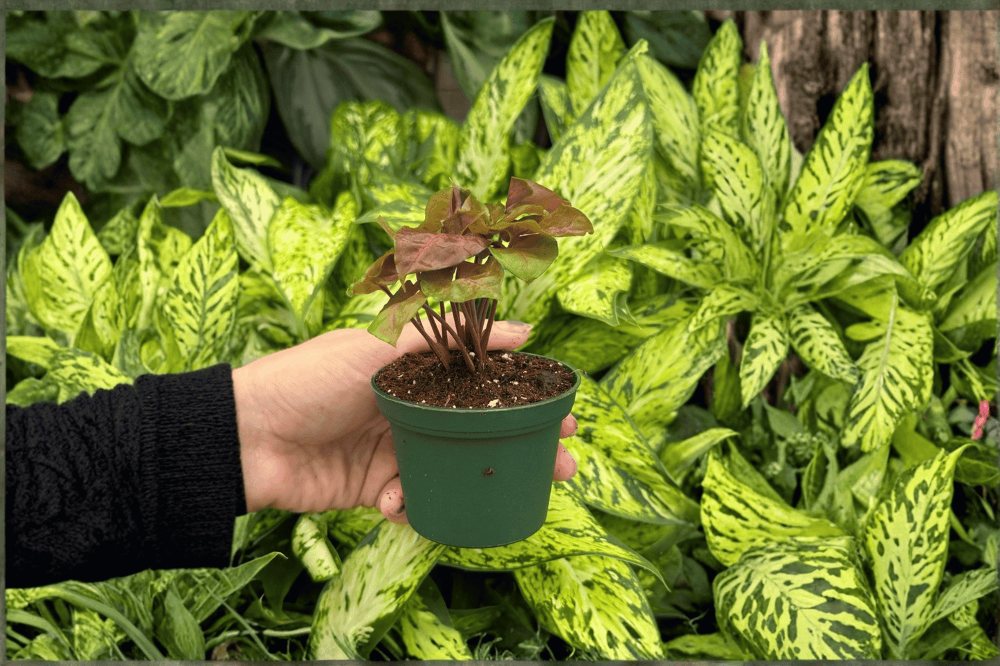 Syngonium Merry Maria 2 Live Starter Plants – 2-Inch Pot Format – Syngonium podophyllum