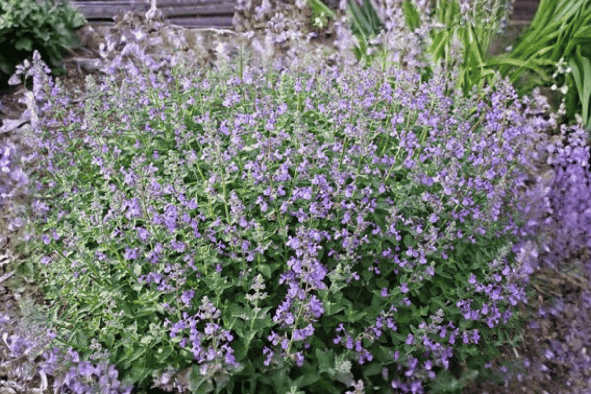 Junior Walker™ Catmint 1 Live Perennial Plant, Quart Pot – Nepeta × faassenii ‘Novanepjun’