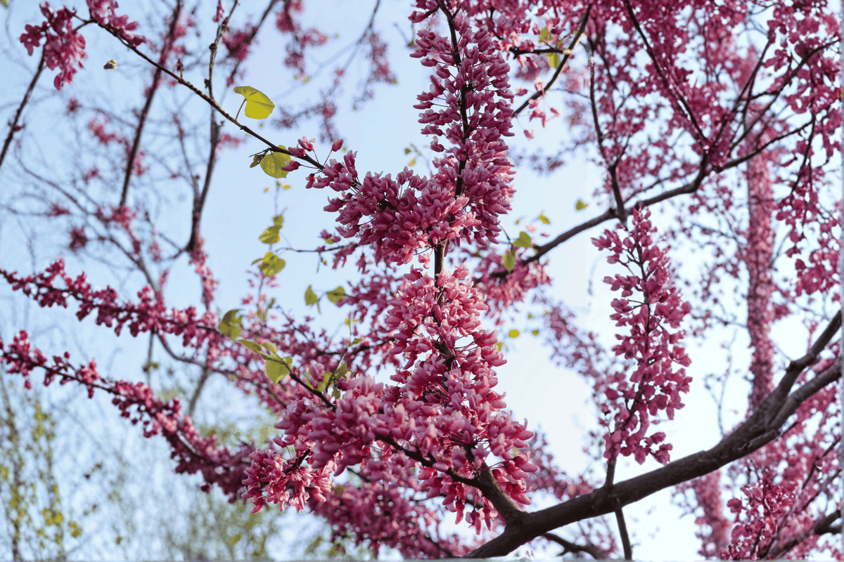 Carolina Sweetheart Redbud 1 Live Tree – Cercis canadensis ‘Carolina Sweetheart’ – 36″ – 2 Gallon Pot