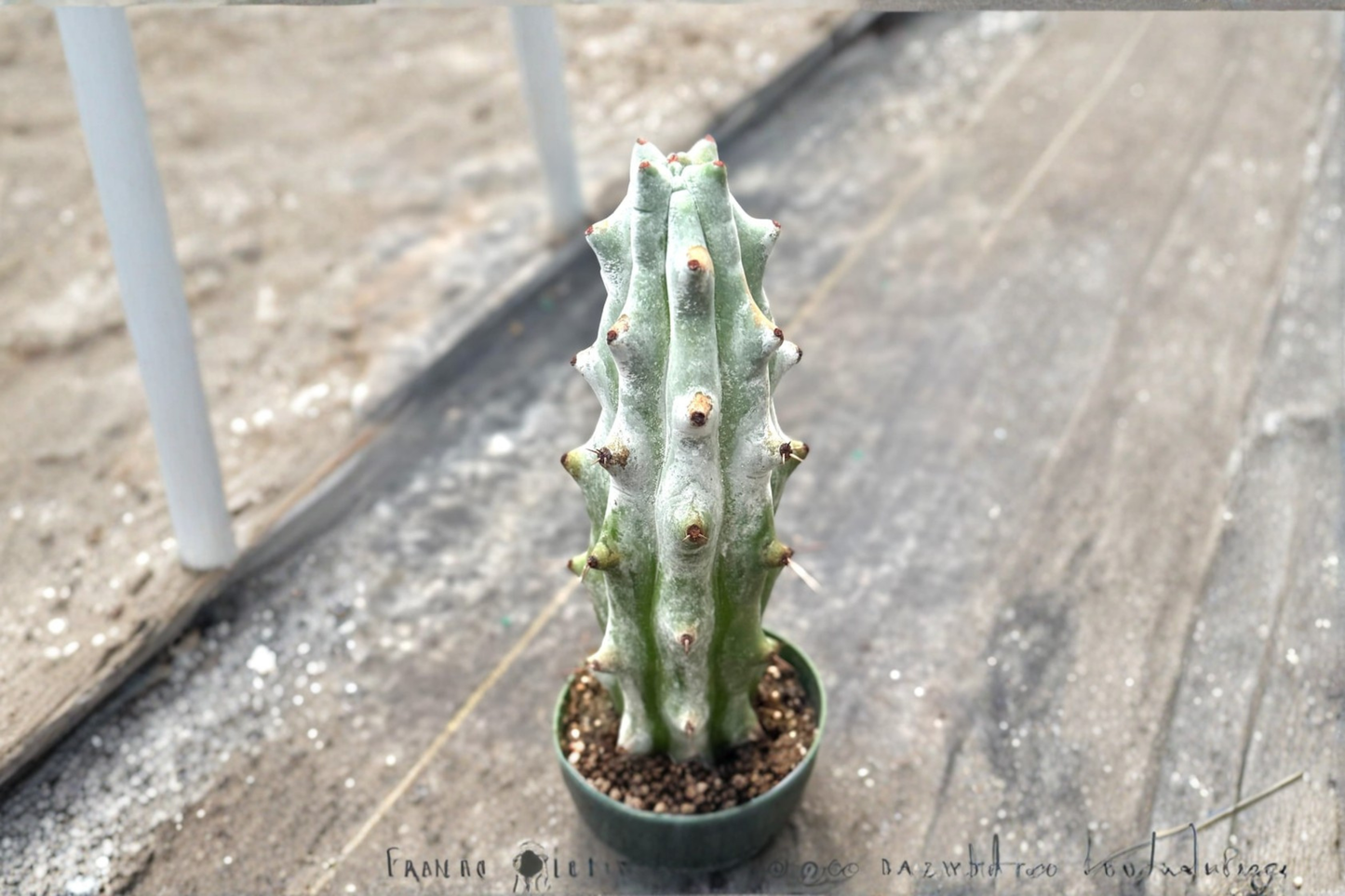 Ghost White Boobie Cactus Live Plant Rare Myrtillocactus Succulent in 4 Inch Pot Indoor Decor Gift