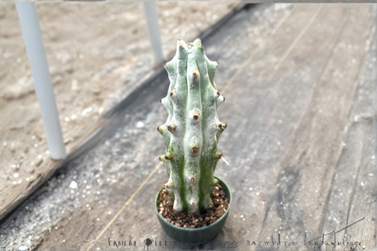 Ghost White Boobie Cactus Live Plant Rare Myrtillocactus Succulent in 4 Inch Pot Indoor Decor Gift
