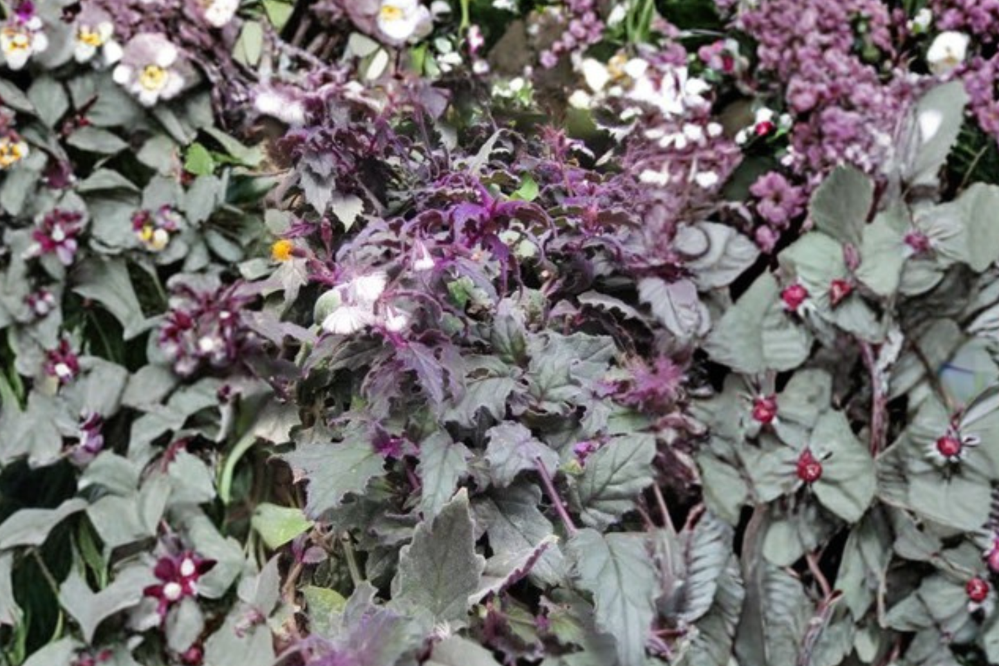 3 Purple Passion Velvet Live Starter Plants – Gynura aurantiaca Small Houseplants