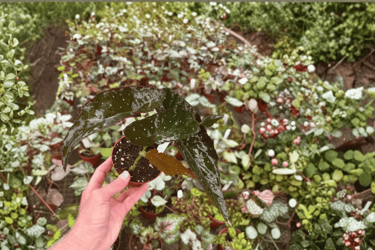 Harmony’s Dark Angel Begonia – 2 Live Plants, 4-Inch Size – Begonia ‘Harmony’s Dark Angel’