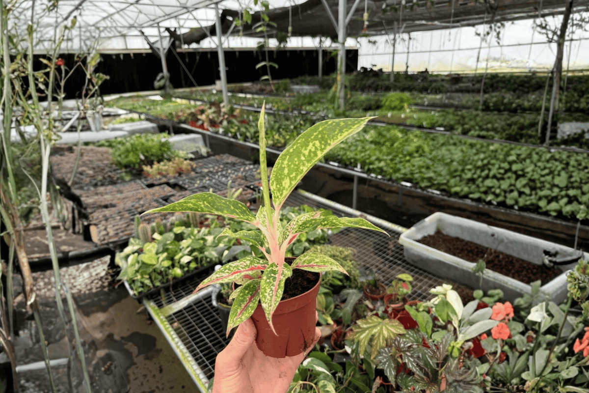 2 Aglaonema Night Sparkle Live Plants – 4-Inch Pot – Chinese Evergreen