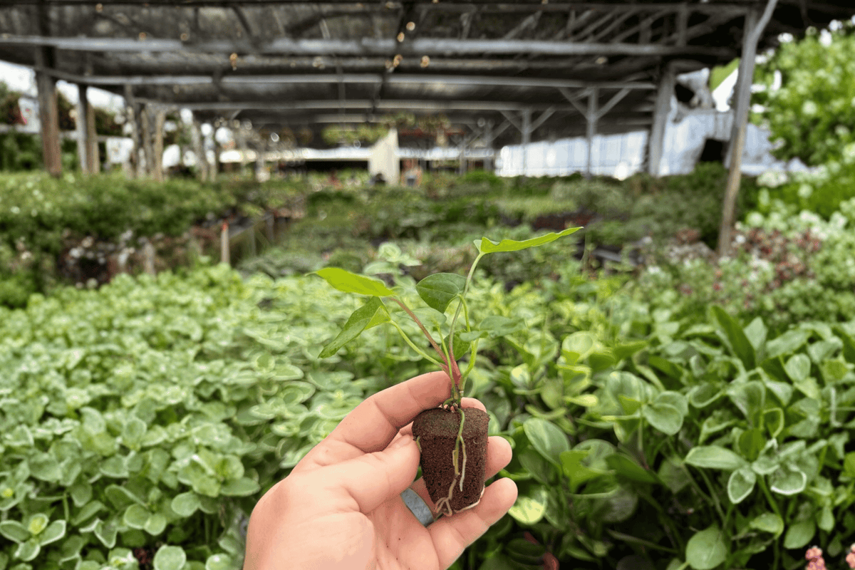 Anthurium Dark Phoenix × Crystallinum × Dark Form – 2 Exact Live Starter Plants – Anthurium Hybrid