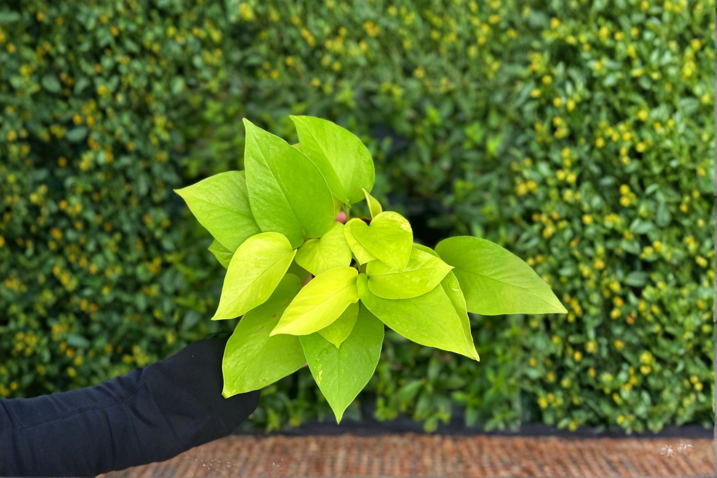 Neon Pothos Live Plant 4 Inch Pot Epipremnum Aureum Bright Green Trailing Houseplant Starter
