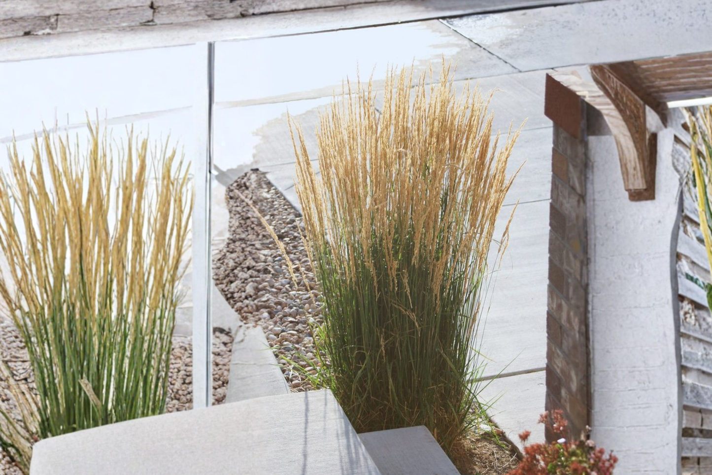 Karl Foerster Feather Reed Grass Live Starter Plant – 6–12 Inches Tall in 2.5 x 3.5-Inch Pot (Calamagrostis × acutiflora 'Karl Foerster')