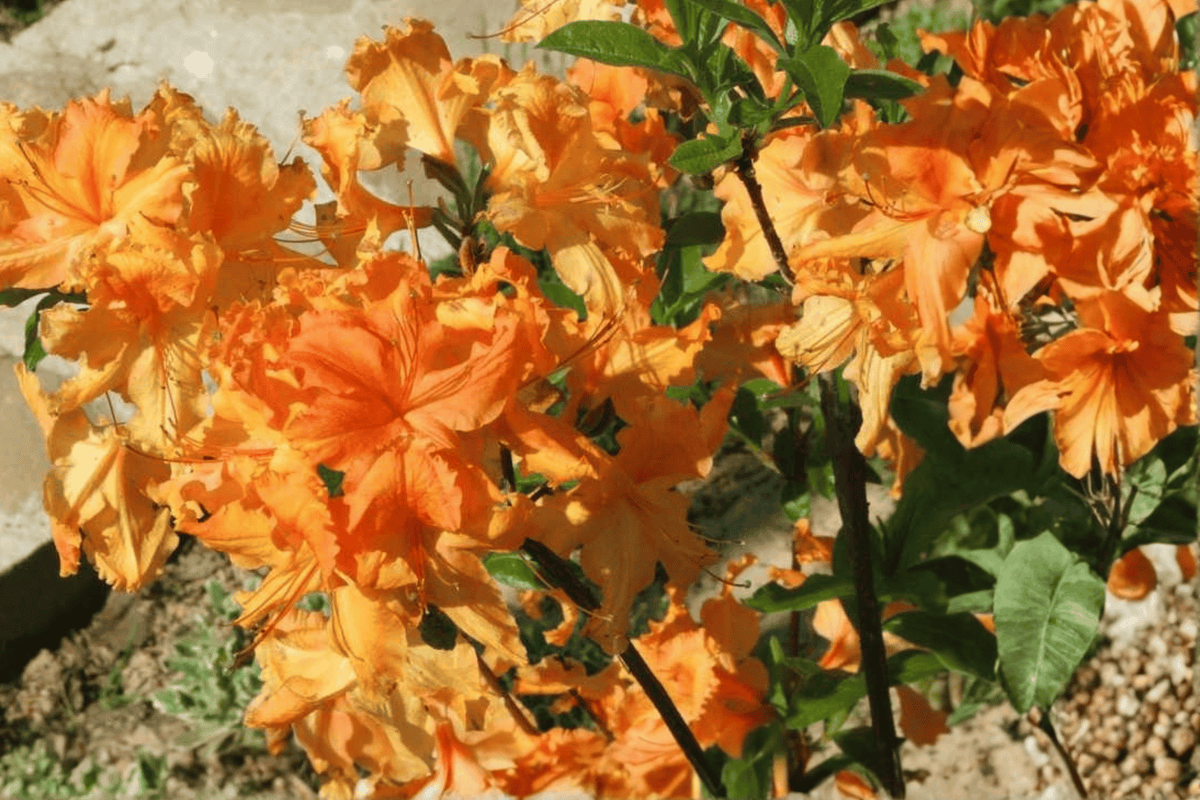 Fireball Exbury Azalea – 1 Live Flowering Shrub, 3-Gallon Size – Rhododendron ‘Fireball’