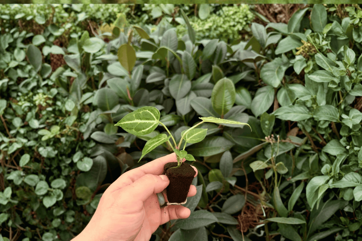 Anthurium Magnificum × Silver Blush 2 Exact Live Starter Plants – Bare Root