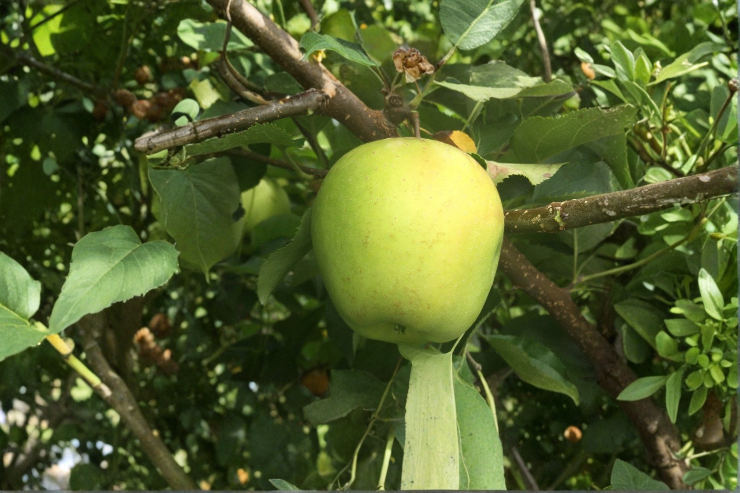 Shizuka Japanese Apple Tree 4-6 Ft Live Plant – Sweet Apple Fruit Tree for Home Garden Backyard Orchard Outdoor No Ship CA