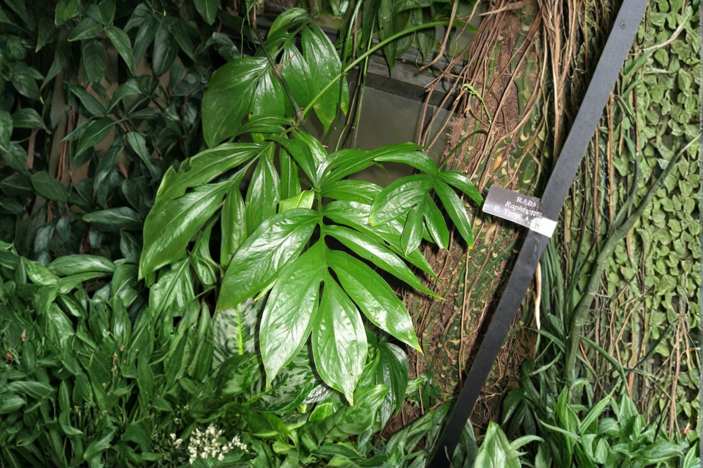Dragon Tail Rhaphidophora Live Plant in 4" Pot – Tropical Indoor & Outdoor Houseplant (Rhaphidophora decursiva)