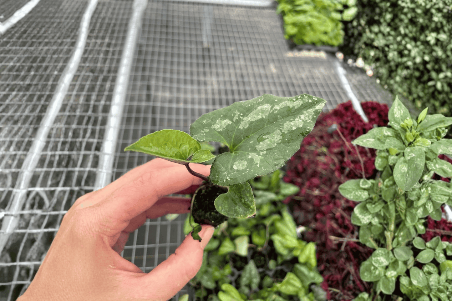 2 Asarum splendens 'Quicksilver' Starter Plants – Live Chinese Wild Ginger
