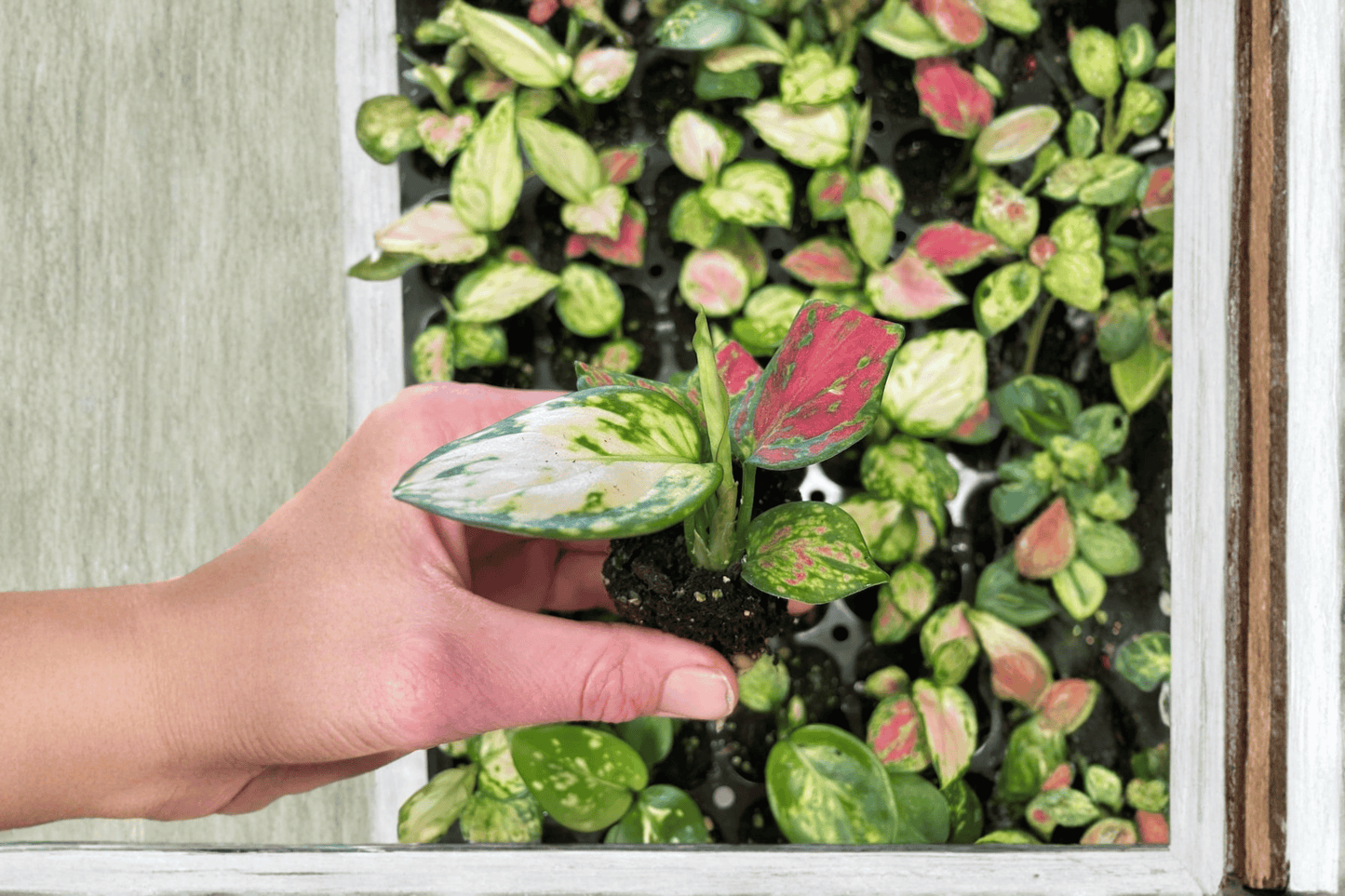 2 Aglaonema Lucky Red 'Chinese Evergreen' Starter Plants – Bare Root – Aglaonema 'Lucky Red'