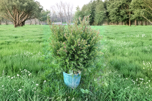 Dwarf Arborvitae ‘Sherwood Moss’ Live Plant – Thuja occidentalis Compact Evergreen in 1 Gallon Pot
