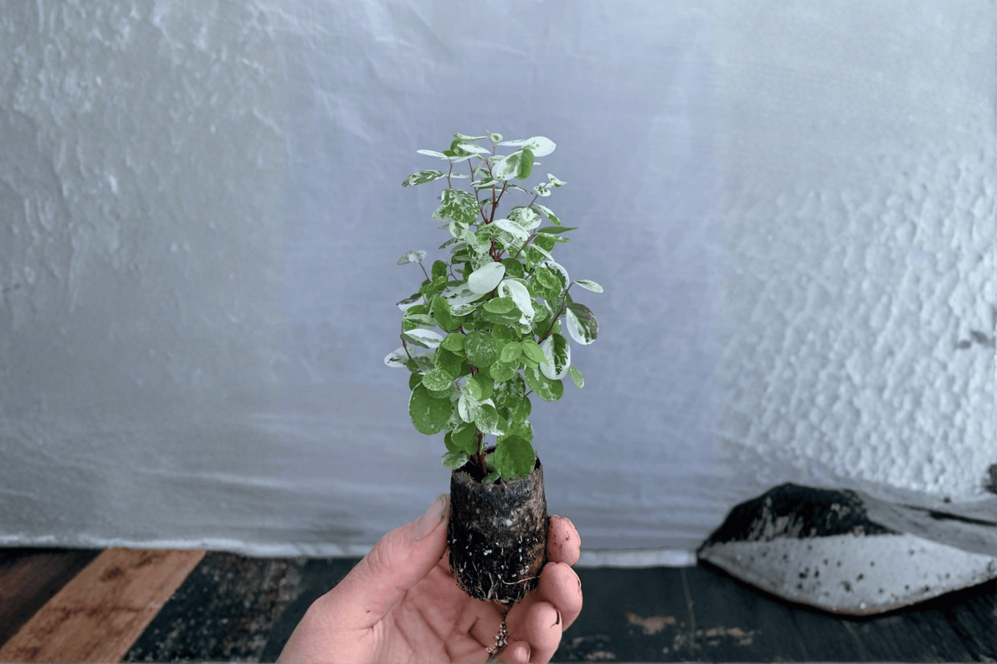 2 Snowbush (Breynia disticha) Starter Plants – Bare Root – Snow Bush Live Plants