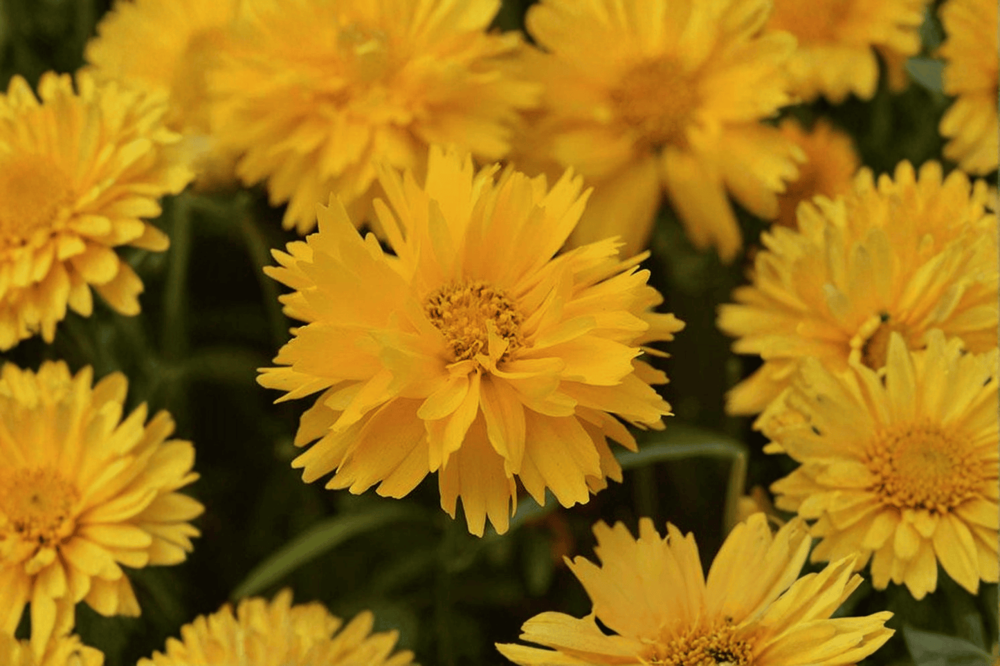 Double the Sun Tickseed 1 Live Plant – 4-Inch Pot – Coreopsis grandiflora ‘Double the Sun’