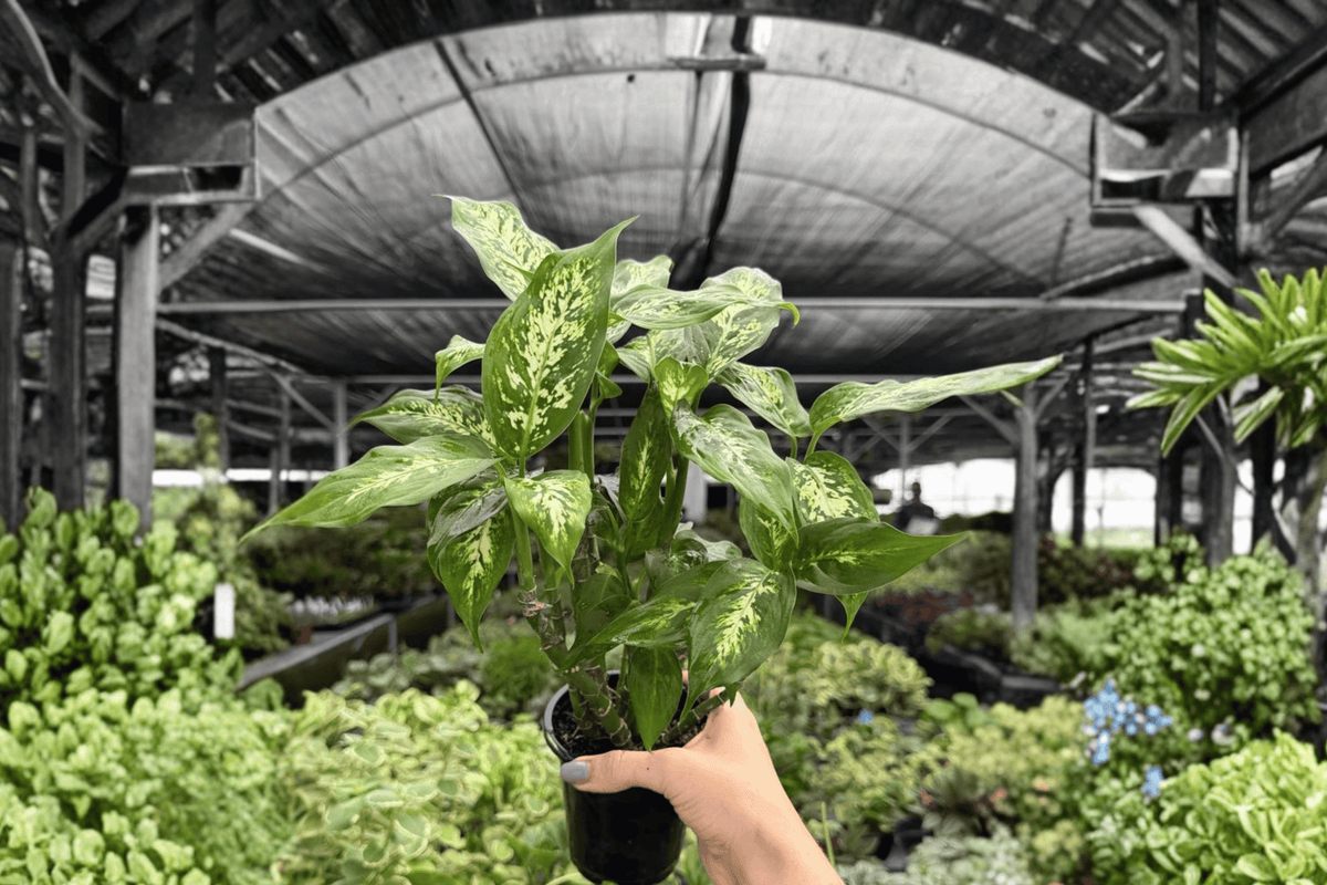 Dieffenbachia Compacta 2 Exact Live Plants – 4-Inch Pots – Dieffenbachia ‘Compacta’