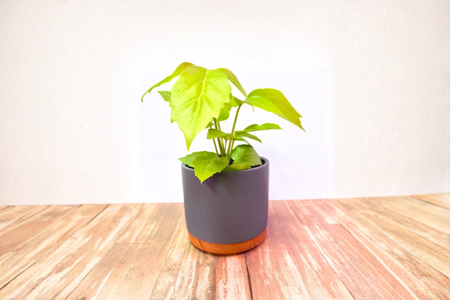Two Toned Glazed Ceramic Planter with Drainage Saucer 5.5 Inch Indoor Plant Pot for Houseplants and Flowers