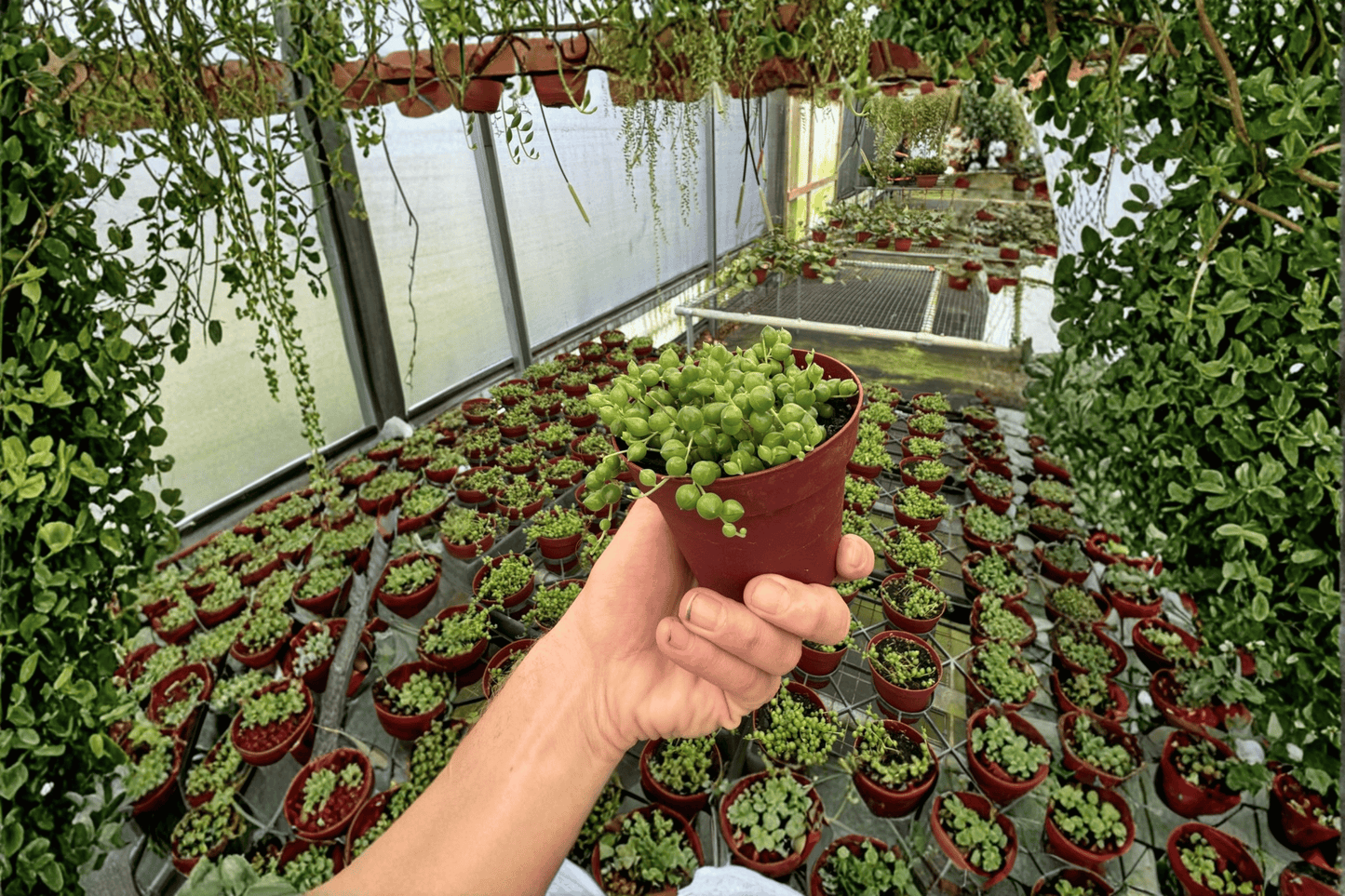 2 String of Pearls Live Plants in 4-Inch Pots – Curio rowleyanus