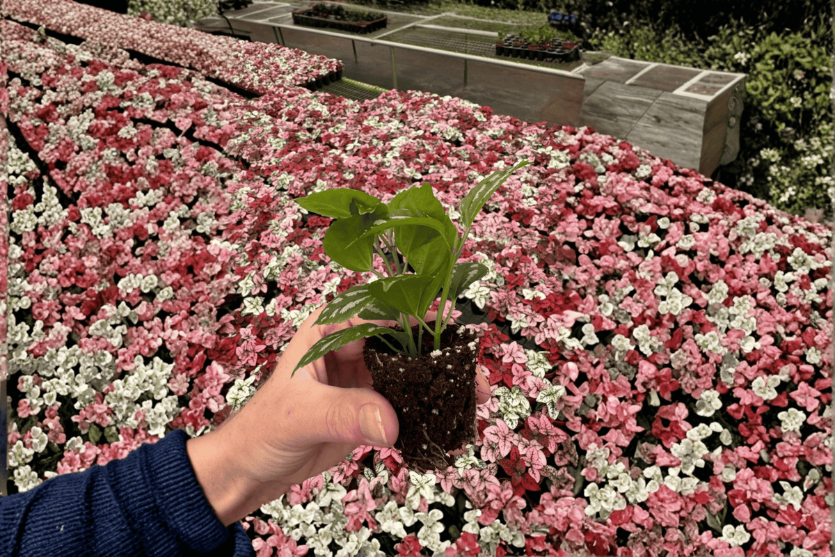 2 Aluminum Plant Starter Plants – Pilea cadierei