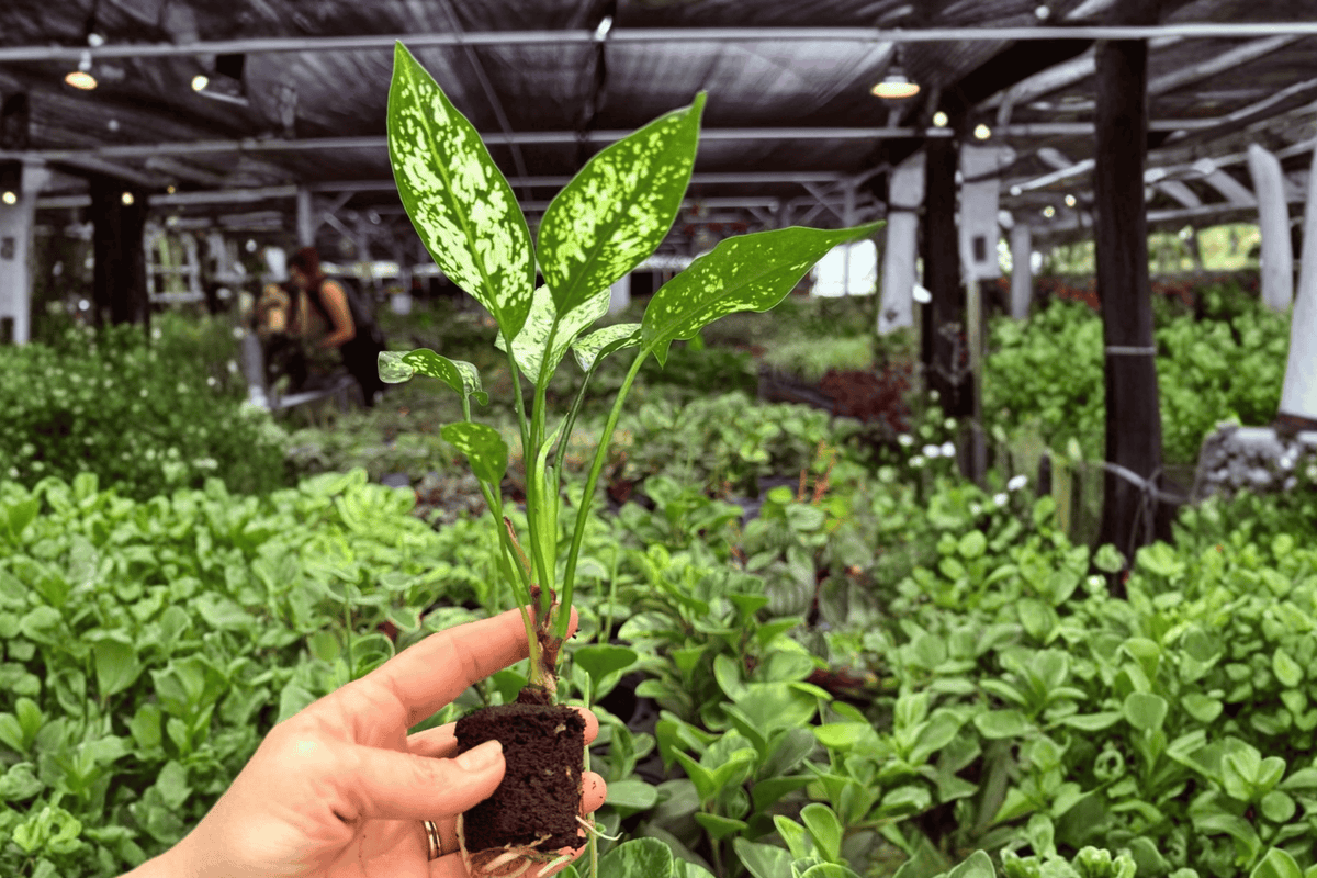 Aglaonema Snowflake – 2 Exact Live Starter Plants, 2-Inch Size – Aglaonema ‘Snowflake’