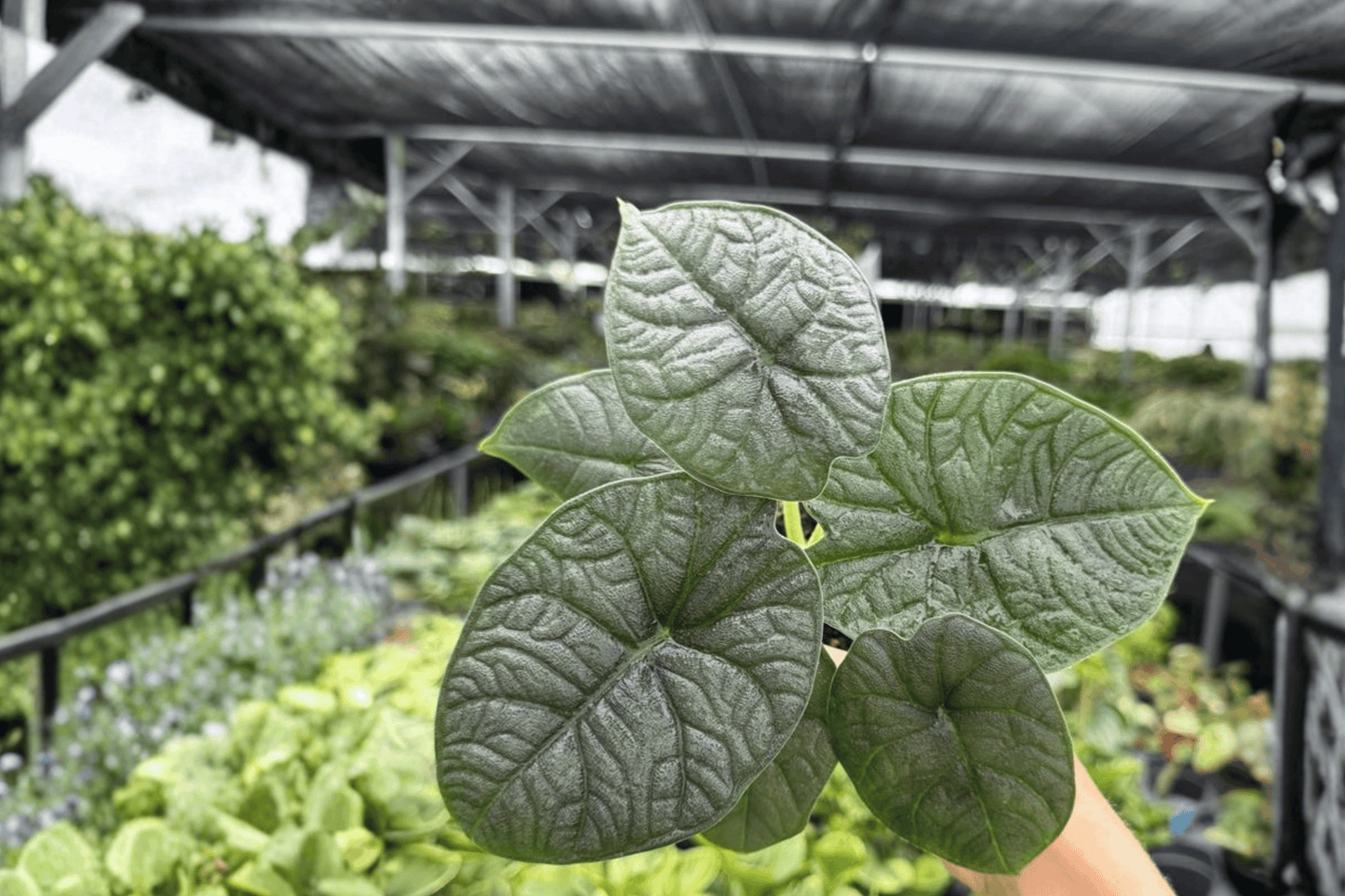 2 Exact Alocasia Melo Live Plants – 4-Inch Pots – Alocasia melo