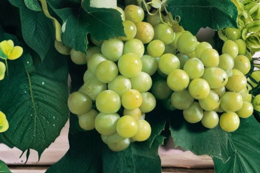 Caminante Blanc Wine Grape Vine 4-6 Ft Live Plant – White Wine Grape for Garden Backyard Vineyard Trellis No Ship CA