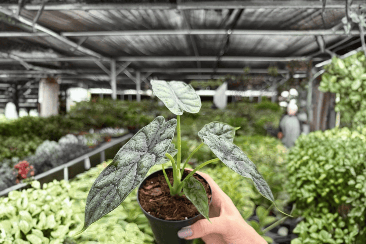 Alocasia Dragon Scale 2 Exact Live Plants – Alocasia baginda 4” Size Bare Root