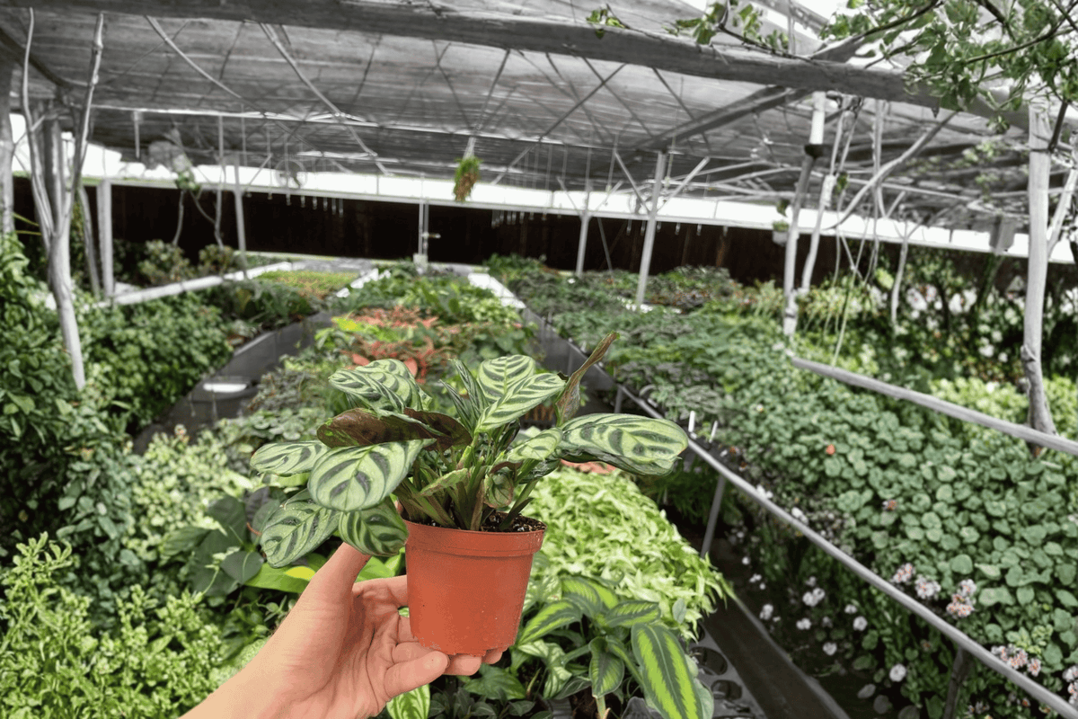 Calathea Burle Marx Amabilis 2 Live Plants – 4-Inch Pots – Goeppertia burle-marxii ‘Amabilis’