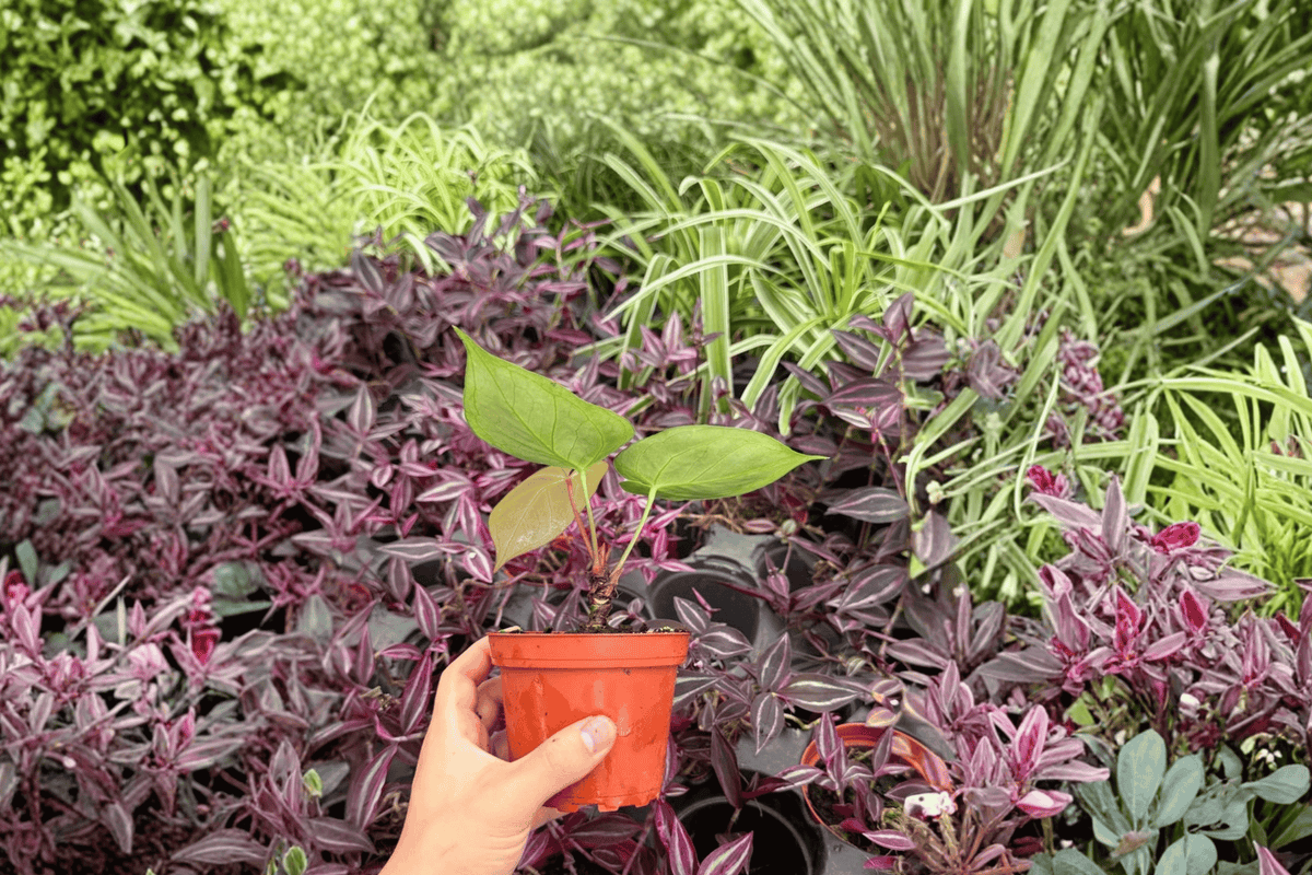 Anthurium MBR × HU × Red 2 Exact Live Plants – 4” Size Bare Root