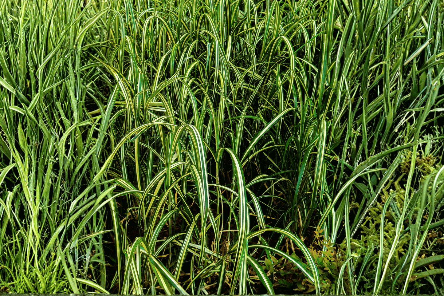 Everlime Japanese Sedge 1 Live Plant – 4-Inch Pot – Carex oshimensis ‘Everlime’