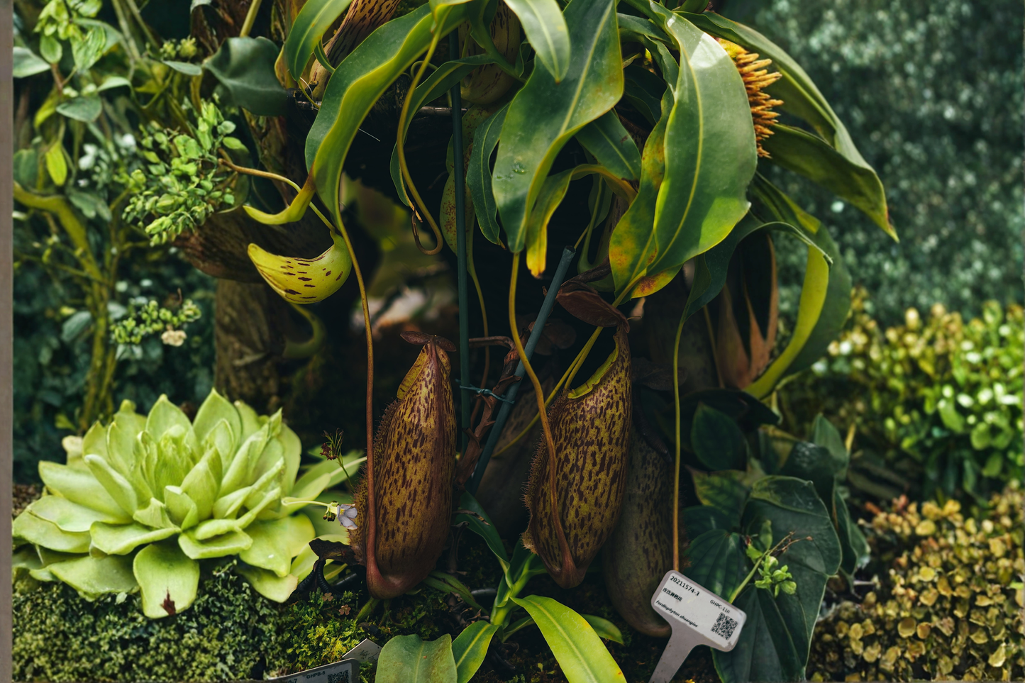 Nepenthes 'Dyeriana' Live Tropical Pitcher Plant – 2-Inch Pot – Carnivorous Hybrid