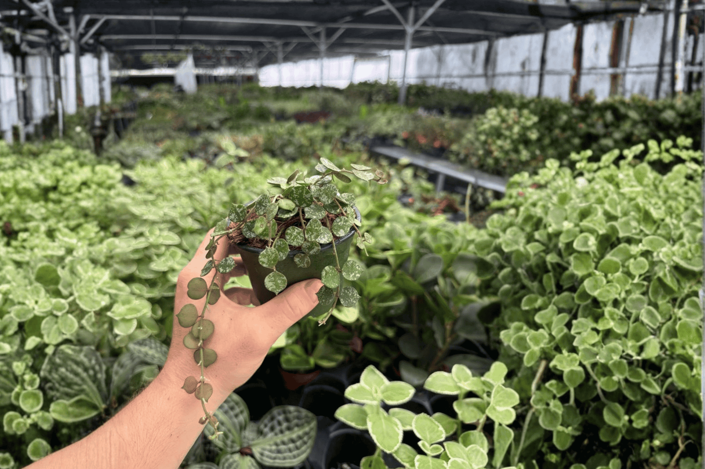 Hoya Curtisii 2 Exact Live Plants – 4-Inch Pots – Hoya curtisii