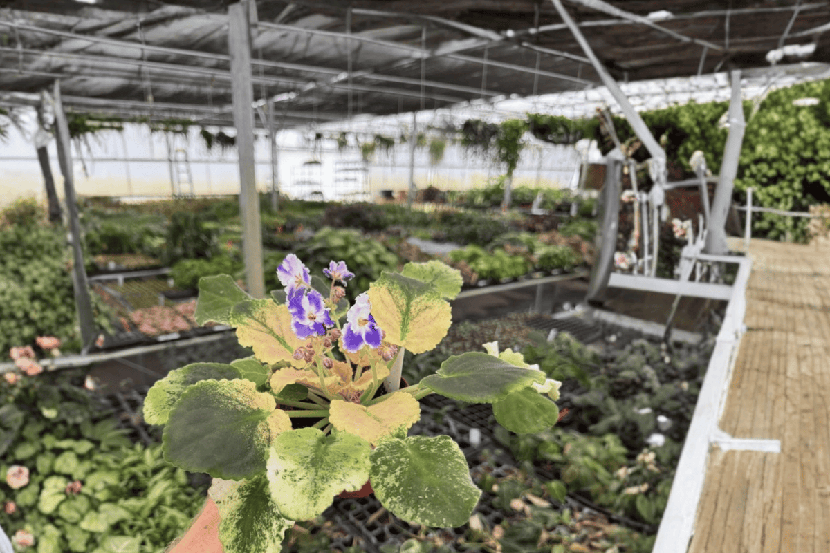 Harmony’s Purple Passion African Violet 2 Live Plants – 4-Inch Pots – Streptocarpus ionanthus