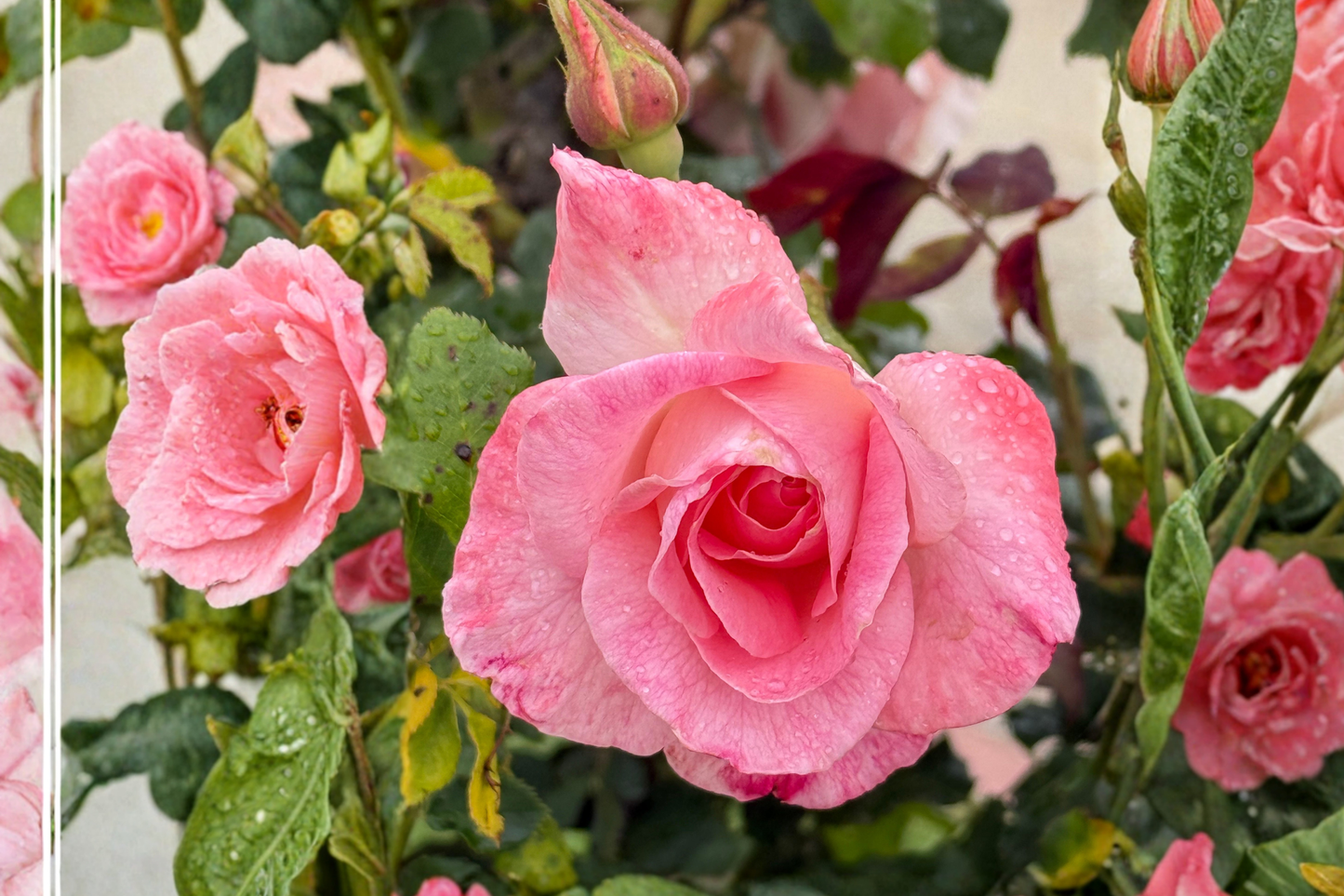 Waiheke Grandiflora Rose Live Starter Plant – Rosa Grandiflora