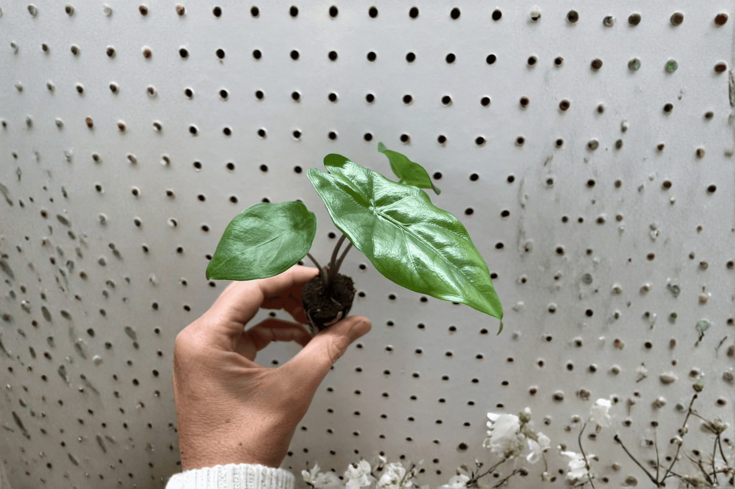 2 Alocasia 'Corazon' Starter Plants – Live Tropical Aroid Houseplants