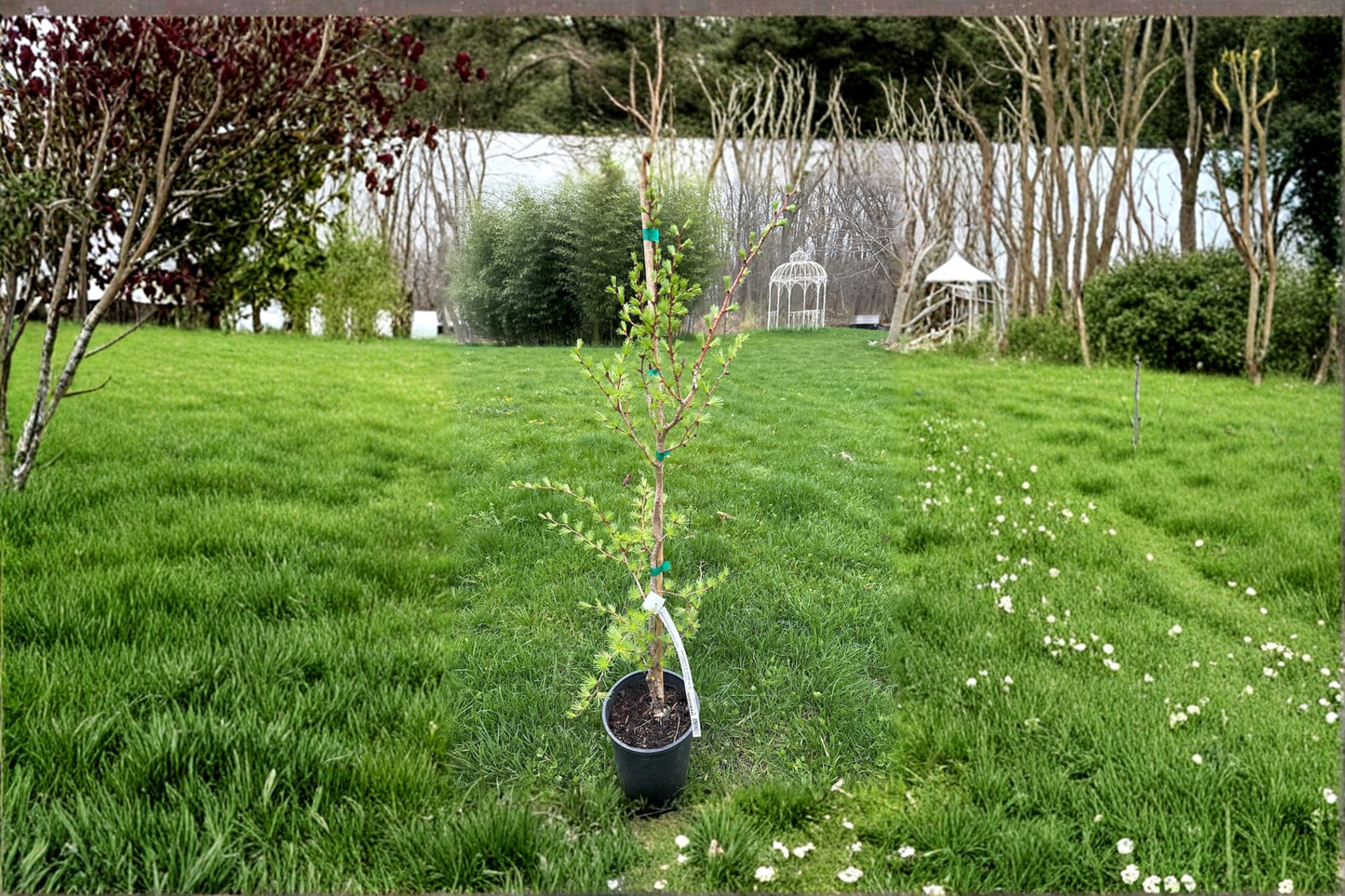 Japanese Larch ‘Paper Lanterns’ Live Plant 1 Gallon 24 Inch Tall – Larix kaempferi Deciduous Conifer Tree