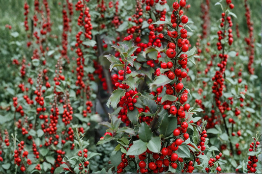 Blue Princess Holly Live Plant 1 Gallon Pot – Ilex meserveae Evergreen Shrub Female Berry Plant Landscape Garden