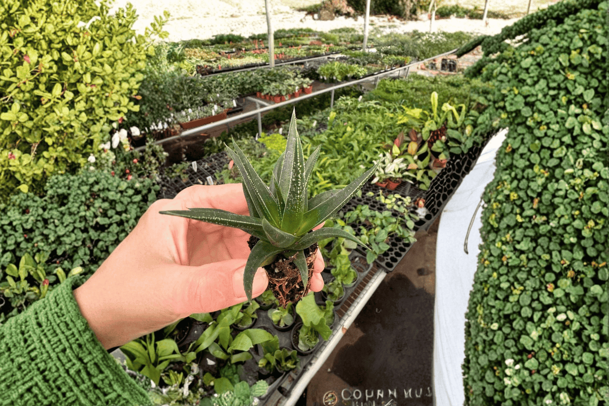 2 Haworthia herbacea Starter Plants – Bare Root Live Succulents