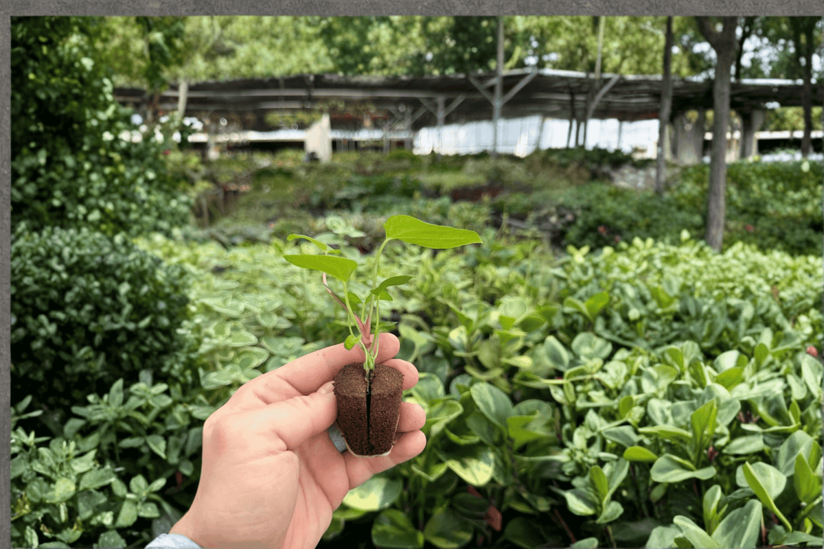 Anthurium Dark Phoenix × Crystallinum × Dark Form – 2 Exact Live Starter Plants – Anthurium Hybrid