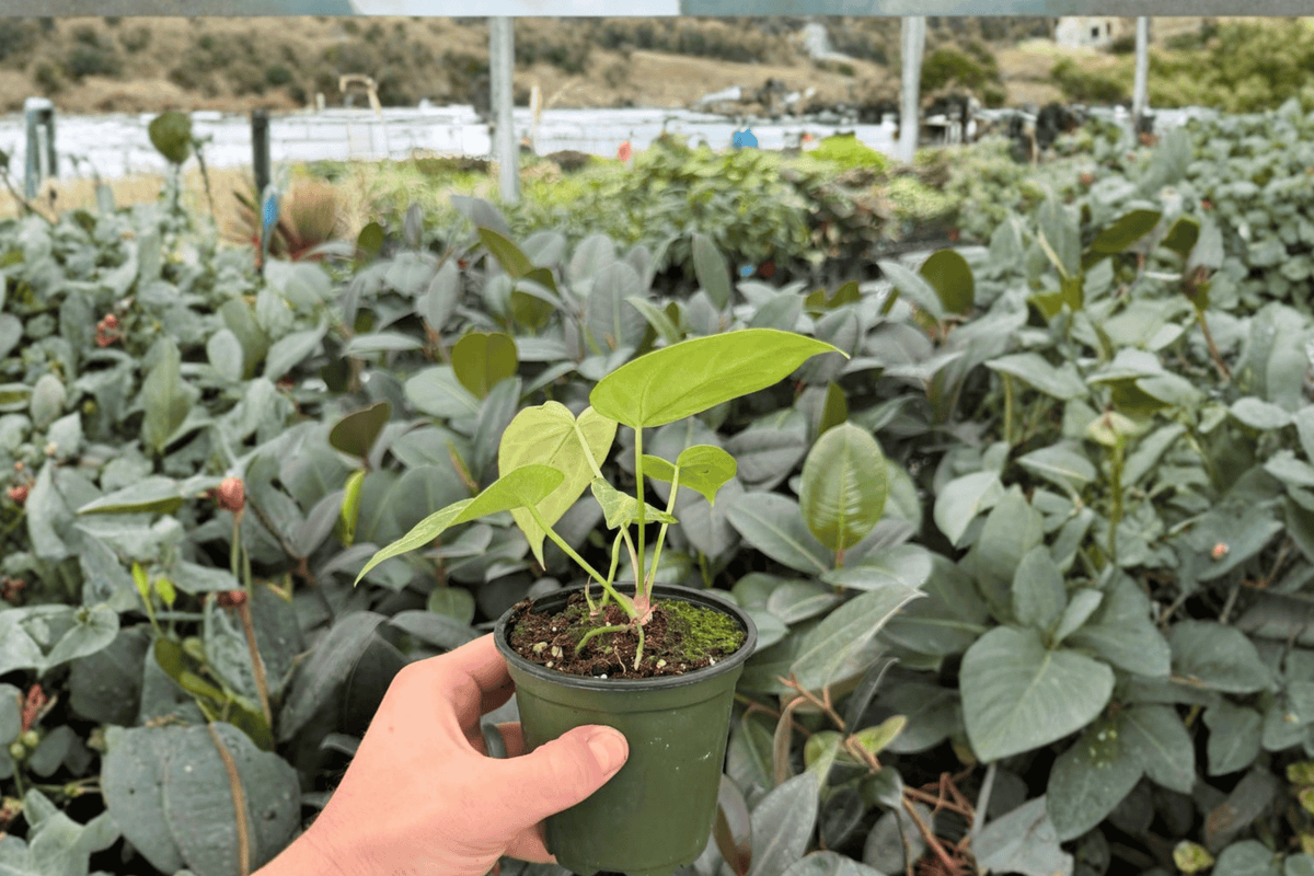 Anthurium Hoffmannii × Silver Hope 2 Exact Live Plants – Anthurium Hybrid 4” Size Bare Root