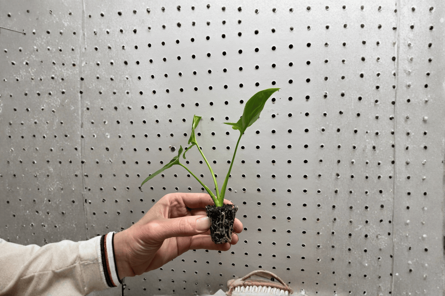 2 Philodendron Goeldii Starter Plants in Soil Pods – Thaumatophyllum spruceanum