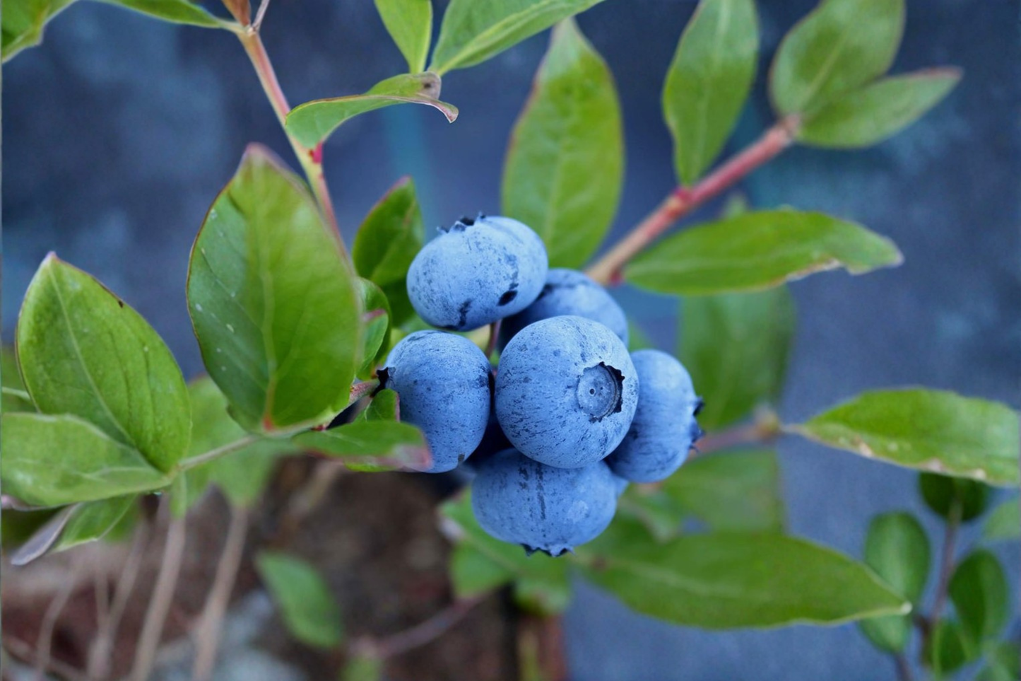 Sunshine Blue Blueberry Bush Live Plant 1 Gallon Pot Bushy Full Berry Shrub Compact Fruit Plant for Patio Garden Container Growing