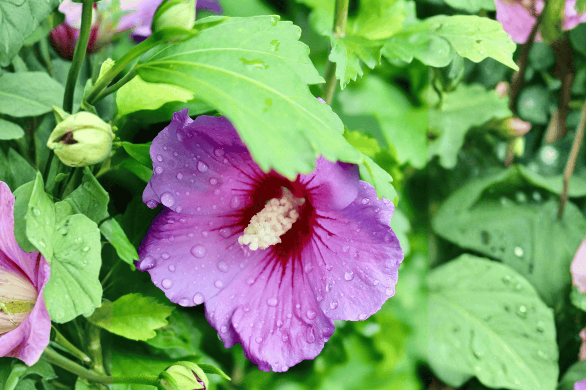 Paraplu Violet Rose of Sharon 1 Live Shrub, 3 Gallon – Hibiscus syriacus Paraplu Violet®